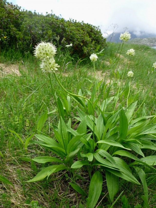 Лук победоносный, или Лук победный (Allium victorialis). Также называют черемшой, или колбой