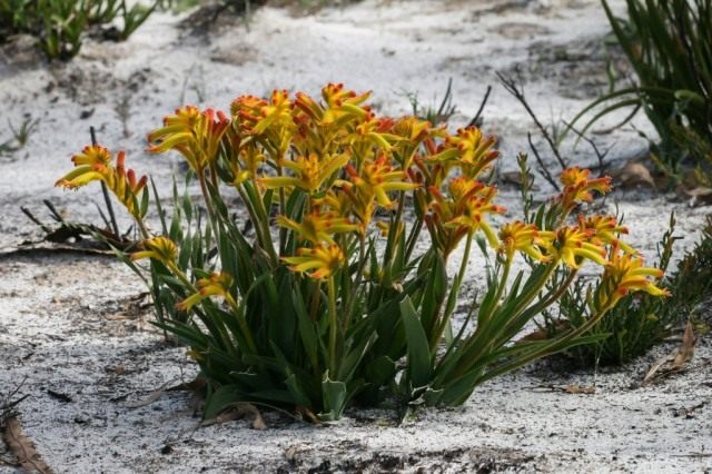 Анигозантос приземистый (Anigozanthos humilis) Анигозантос приземистый (Anigozanthos humilis)