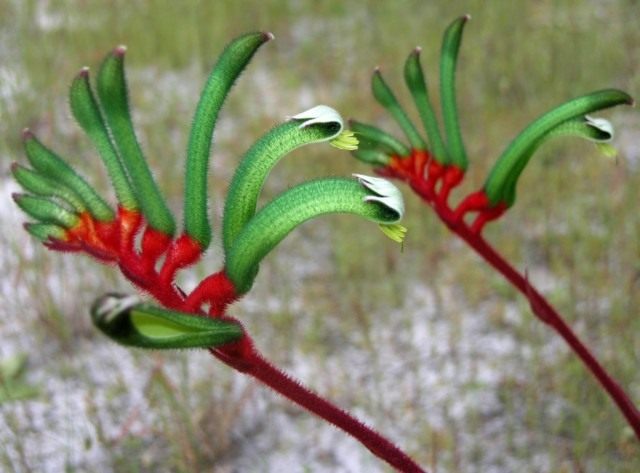 Анигозантус Манглеза (Anigozanthos Manglesii) Анигозантус Манглеза (Anigozanthos Manglesii)