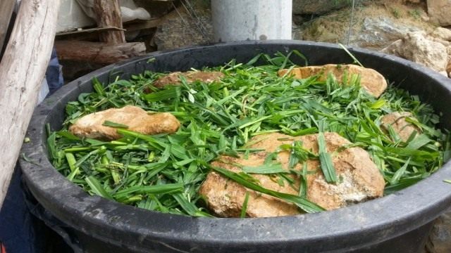 В домашних условиях самостоятельно готовят домашние биопрепараты в виде заквасок В домашних условиях самостоятельно готовят домашние биопрепараты в виде заквасок