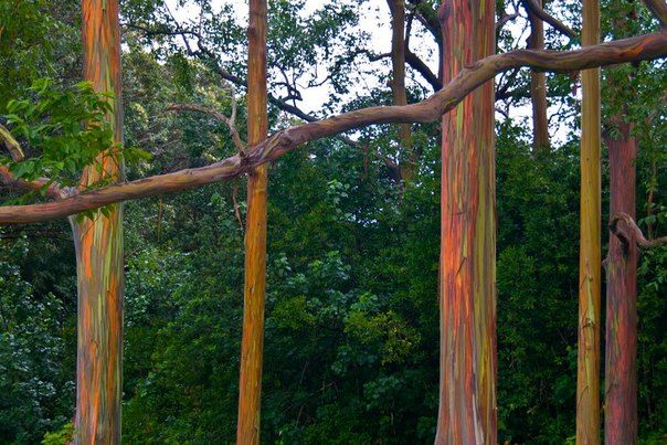 Eucalyptus-deglupta