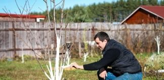 Весенняя побелка садовых деревьев для защиты от вредителей