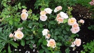 Роза сорт 'Isarperle'