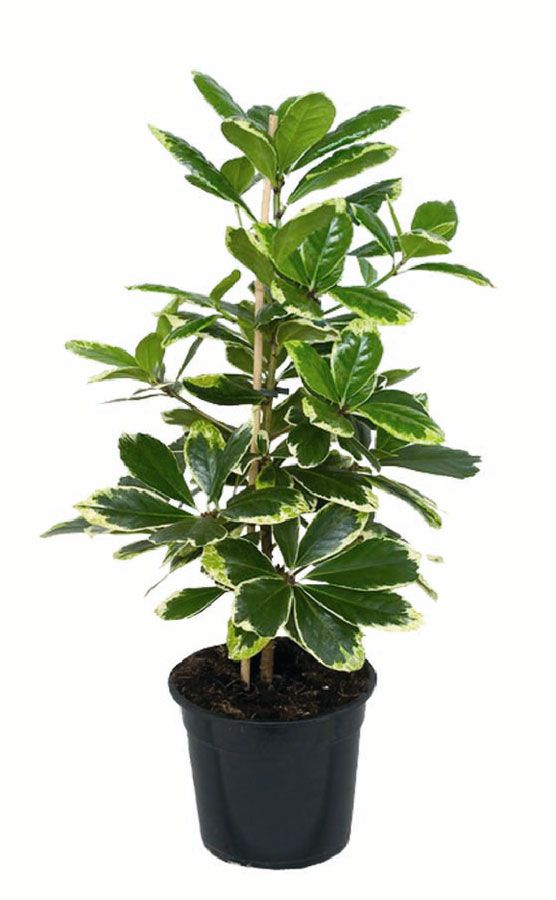 Коринокарпус гладкий (Corynocarpus laevigatus)