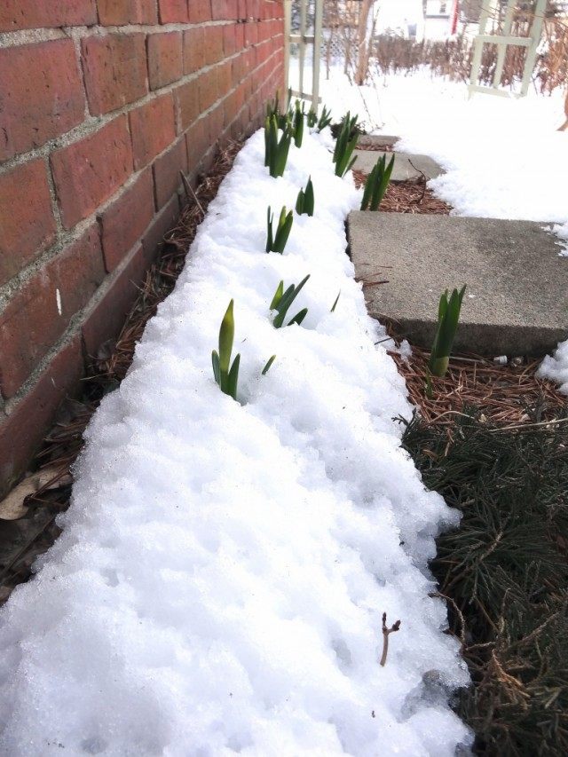 Выполняя работы по задержке снега для увлажнения почвы, не забывайте о том, что снег далеко не везде необходим, а для некоторых растений — опасен