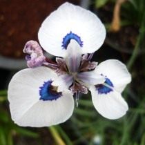 Морея остистая (Moraea aristata) Морея остистая (Moraea aristata)