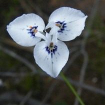 Морея Барнарда (Moraea barnardii) Морея Барнарда (Moraea barnardii)