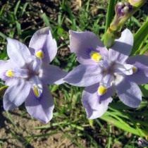 Морея Карсона (Moraea carsonii) Морея Карсона (Moraea carsonii)