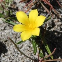 Морея лимонно-желтая (Moraea citrina) Морея лимонно-желтая (Moraea citrina)
