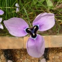 Морея крупная (Moraea gigandra) Морея крупная (Moraea gigandra)