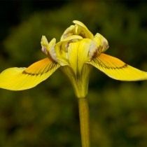 Морея Хуттона (Moraea huttonii) Морея Хуттона (Moraea huttonii)