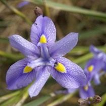 Морея многоколосая (Moraea polystachya) Морея многоколосая (Moraea polystachya)