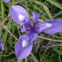 Морея голубоглазковая (Moraea sisyrinchium) Морея голубоглазковая (Moraea sisyrinchium)