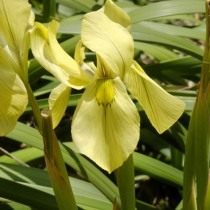 Морея лопатчатая (Moraea spathulata) Морея лопатчатая (Moraea spathulata)
