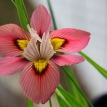 Морея трехцветная (Moraea tricolor) Морея трехцветная (Moraea tricolor)