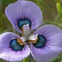 Морея мохнатая (Moraea villosa) Морея мохнатая (Moraea villosa)