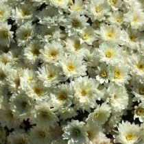 Сорт мелкоцветковой хризантемы "Paradiso White"