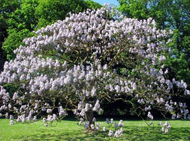 Выбирая дерево для сада, ориентируйтесь на его зимостойкость. К примеру, Павловния войлочная (Paulownia tomentosa) не подходит для регионов с суровыми зимами