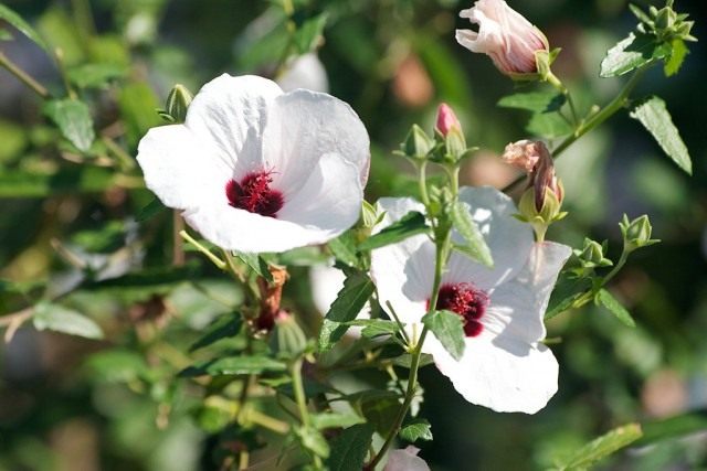 Павония копьевидная (Pavonia hastata) Павония копьевидная (Pavonia hastata)