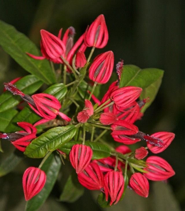 Павония многоцветковая (Pavonia multiflora) Павония многоцветковая (Pavonia multiflora)
