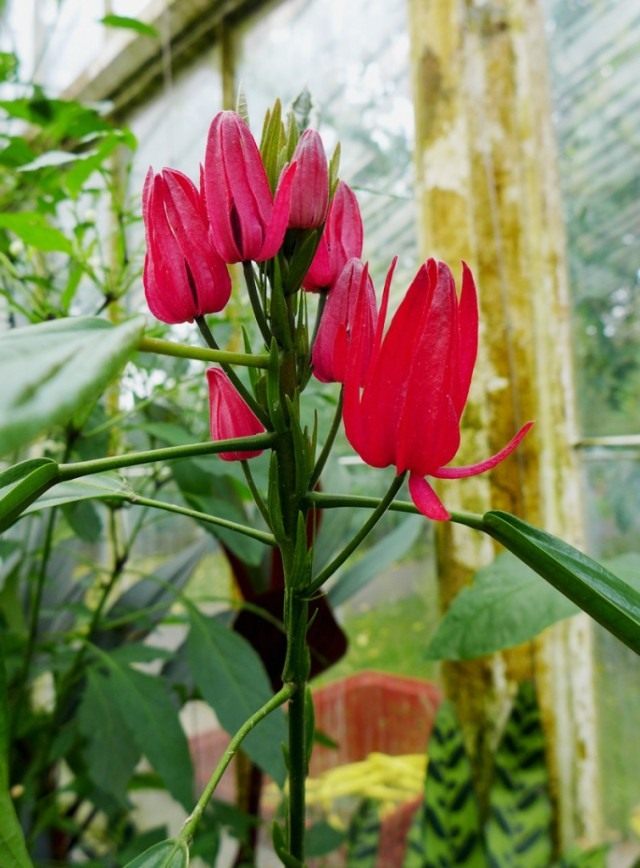 Павония многоцветковая (Pavonia multiflora) Павония многоцветковая (Pavonia multiflora)