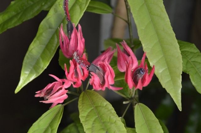 Павония многоцветковая (Pavonia multiflora) Павония многоцветковая (Pavonia multiflora)