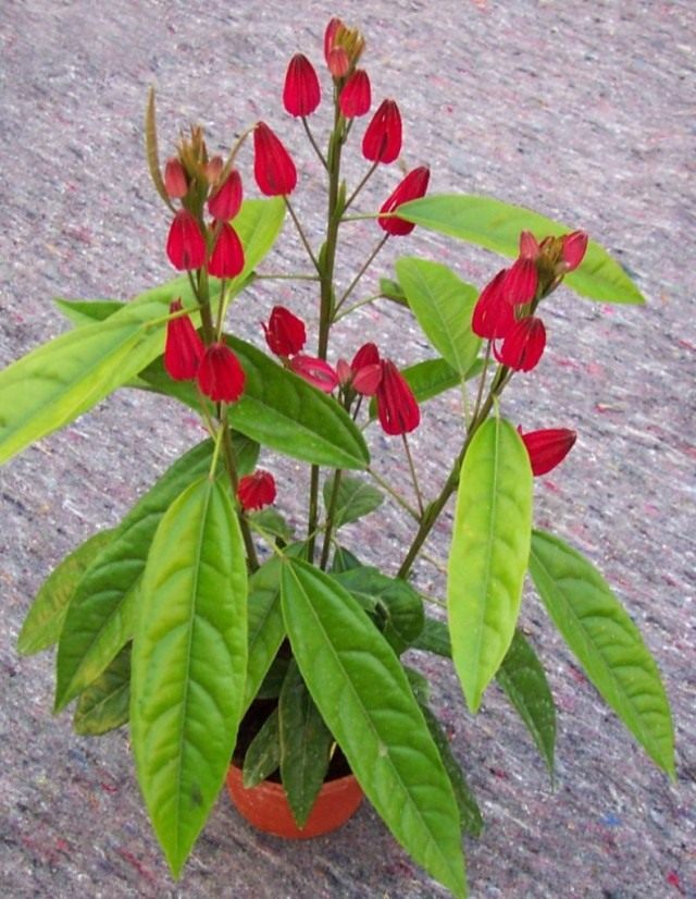 Павония многоцветковая (Pavonia multiflora) Павония многоцветковая (Pavonia multiflora)