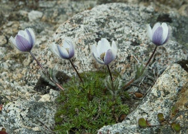 Прострел магаданский (Pulsatilla magadanensis) Прострел магаданский (Pulsatilla magadanensis)