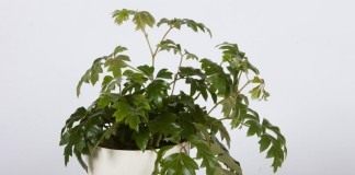 Берёзка, или роициссус ромбический (Rhoicissus rhomboidea)