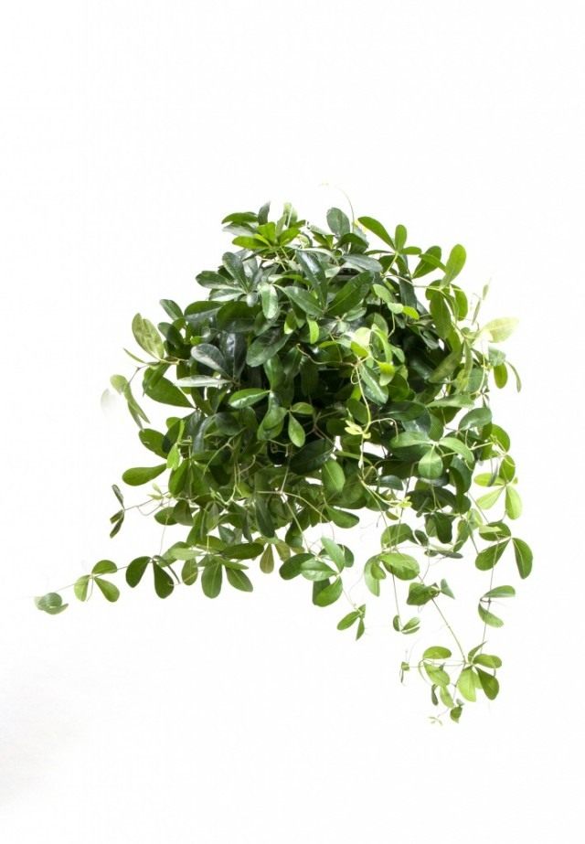 Роициссус пальчатый (Rhoicissus digitata) Роициссус пальчатый (Rhoicissus digitata)
