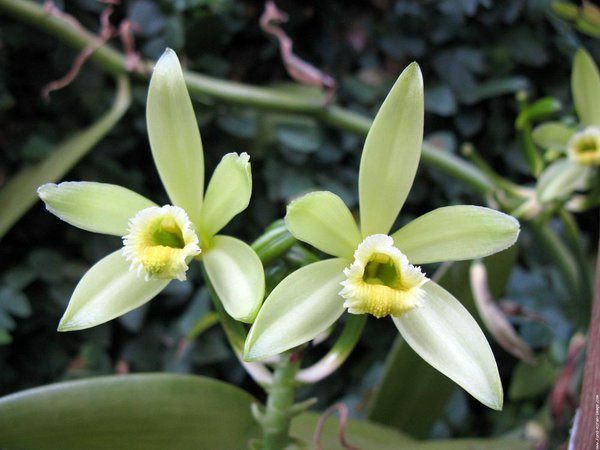 Vanilla-planifolia