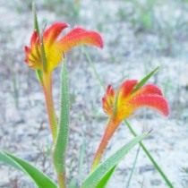 Анигозантос двуцветный (anigozanthos bicolor) Анигозантос двуцветный (anigozanthos bicolor)