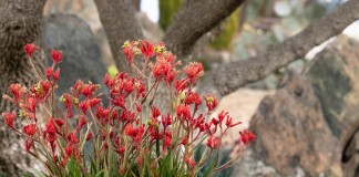 Анигозантос, или Кенгуровая лапка (Anigozanthos)