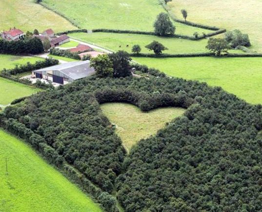 heart-shaped-meadow-lead