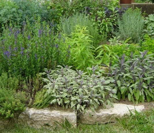 Пряные травы никогда не выходят из моды. Сегодня они активно перекочевывают с грядок и аптекарских садиков и на цветники, и в рабатки