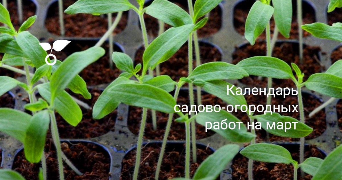 Самые редкие цветы в мире Интересные факты 78 Самые редкие цветы в мире Интересные факты 76