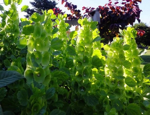 Молюцелла гладкая (moluccella laevis) Молюцелла гладкая (moluccella laevis)