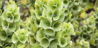 Молюцелла гладкая (moluccella laevis)