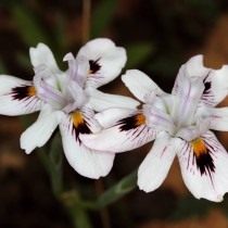 Морея летучая (Moraea fugax) Морея летучая (Moraea fugax)