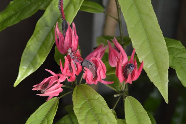 Павония многоцветковая (Pavonia multiflora) Павония многоцветковая (Pavonia multiflora)