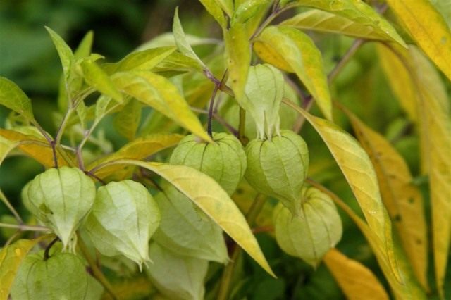 Физалис длиннолистный (Physalis longifolia) Физалис длиннолистный (Physalis longifolia)