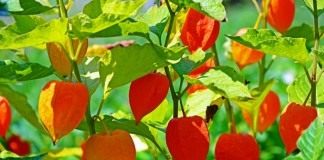 Физалис обыкновенный (Physalis alkekengi)