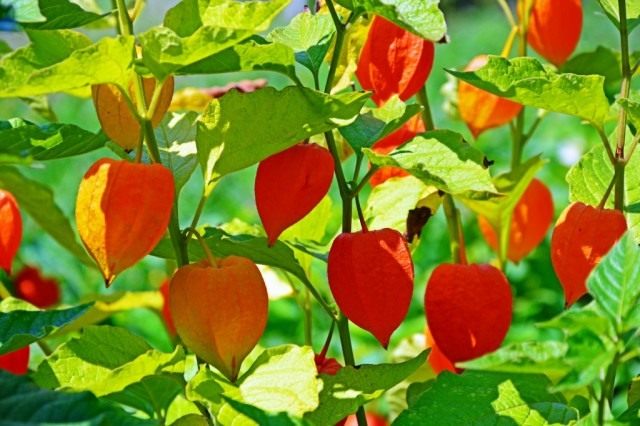 Физалис обыкновенный (Physalis alkekengi) Физалис обыкновенный (Physalis alkekengi)