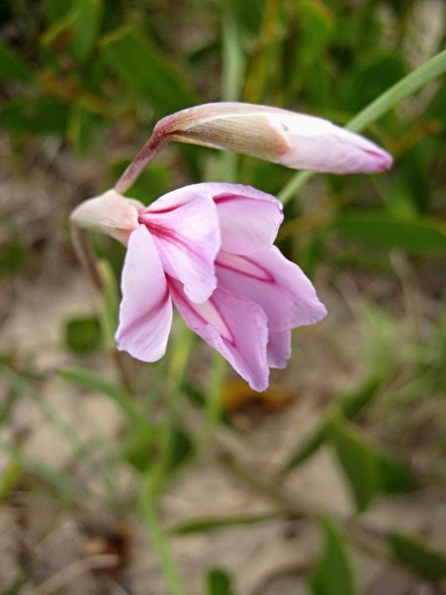 Ацидантера короткотрубчатая (Acidanthera brevicollis) теперь относится к виду Gladiolus gueinzii Ацидантера короткотрубчатая (Acidanthera brevicollis) теперь относится к виду Gladiolus gueinzii