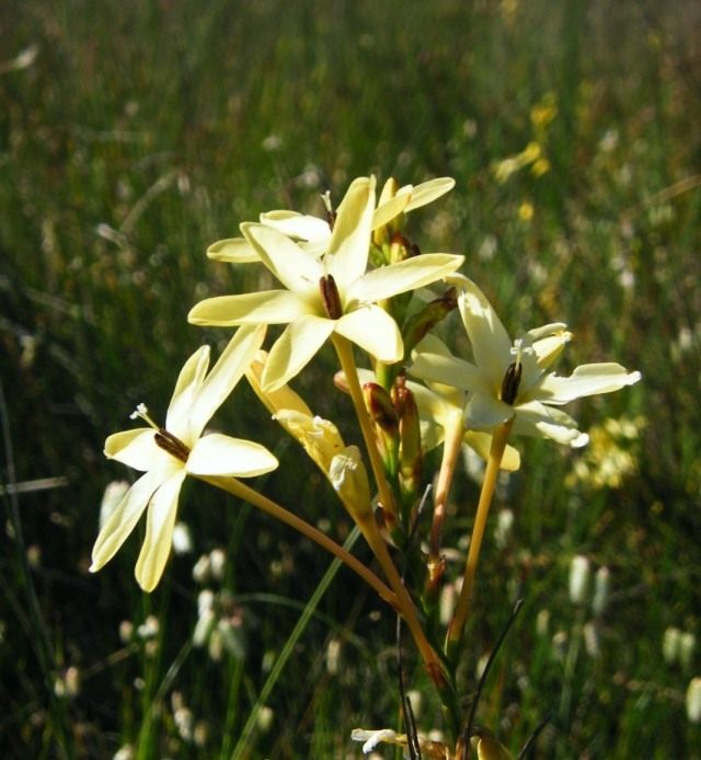 Иксия метельчатая (Ixia paniculata) синоним Ацидантера капская (Acidanthera capensis) Иксия метельчатая (Ixia paniculata), синоним Ацидантера капская (Acidanthera capensis)