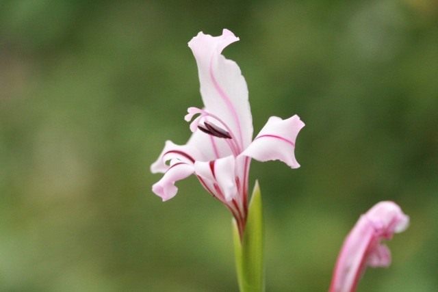 Гладиолус обильноцветущий (Gladiolus floribundus), синоним Ацидантера злаколистная (Acidanthera graminifolia)