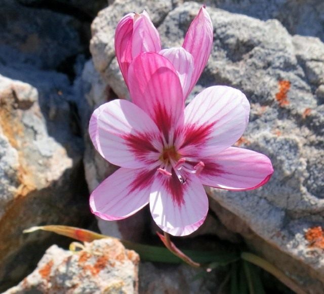 Гейссориза розово-белая (Geissorhiza roseoalba), синоним Ацидантера розово-белая (Acidanthera roseoalba) Гейссориза розово-белая (Geissorhiza roseoalba), синоним Ацидантера розово-белая (Acidanthera roseoalba)