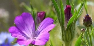 Куколь обыкновенный, или Куколь посевной, или Агростемма обыкновенная (Agrostemma githago)