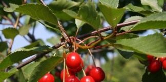 Вишня — все о культуре: описание, сорта, выращивание - Сад и огород Вишня кислая, или Вишня обыкновенная (Prunus cerasus)