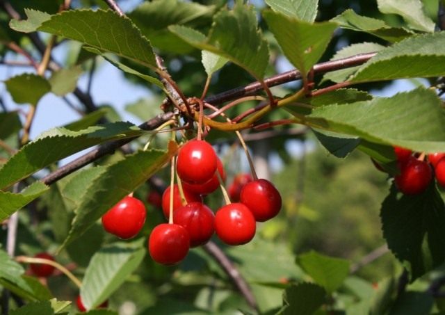Вишня кислая, или Вишня обыкновенная (Prunus cerasus) Вишня кислая, или Вишня обыкновенная (Prunus cerasus)